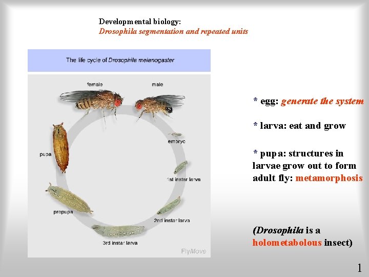 Developmental biology: Drosophila segmentation and repeated units * egg: generate the system * larva: