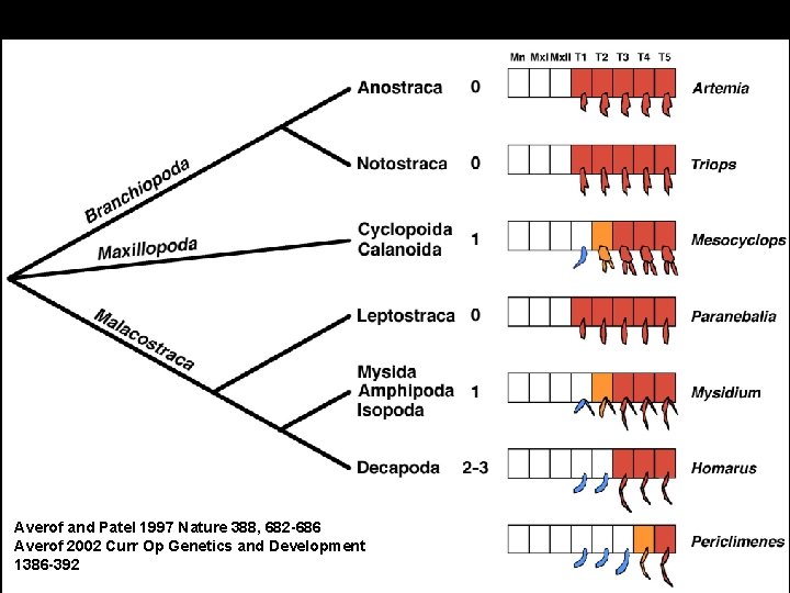 Averof and Patel 1997 Nature 388, 682 -686 Averof 2002 Curr Op Genetics and