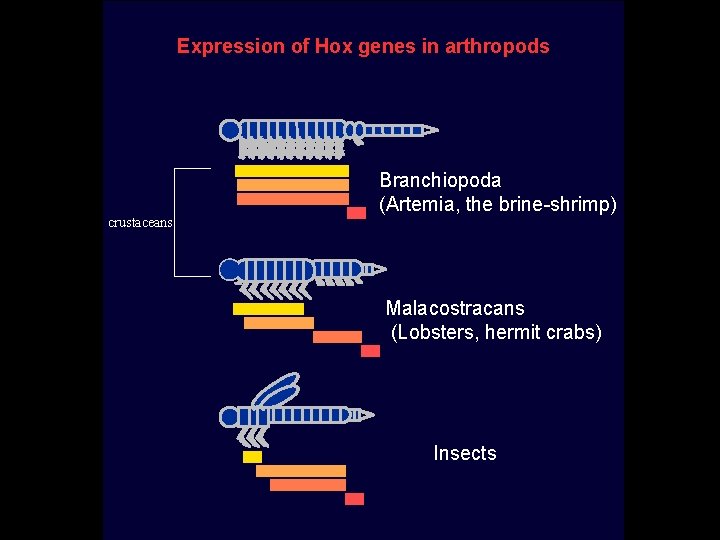 Expression of Hox genes in arthropods crustaceans Branchiopoda (Artemia, the brine-shrimp) Malacostracans (Lobsters, hermit