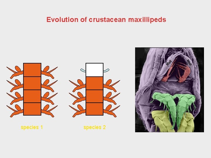 Evolution of crustacean maxillipeds species 1 species 2 