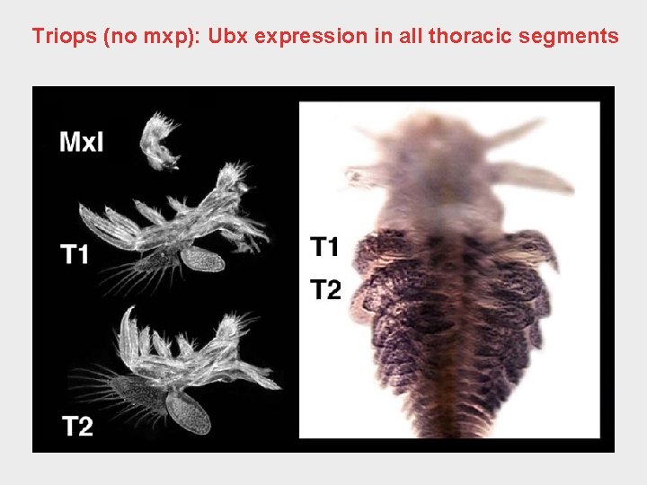 Triops (no mxp): Ubx expression in all thoracic segments 