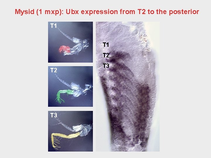 Mysid (1 mxp): Ubx expression from T 2 to the posterior T 1 T