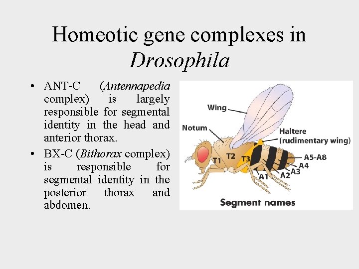 Homeotic gene complexes in Drosophila • ANT-C (Antennapedia complex) is largely responsible for segmental