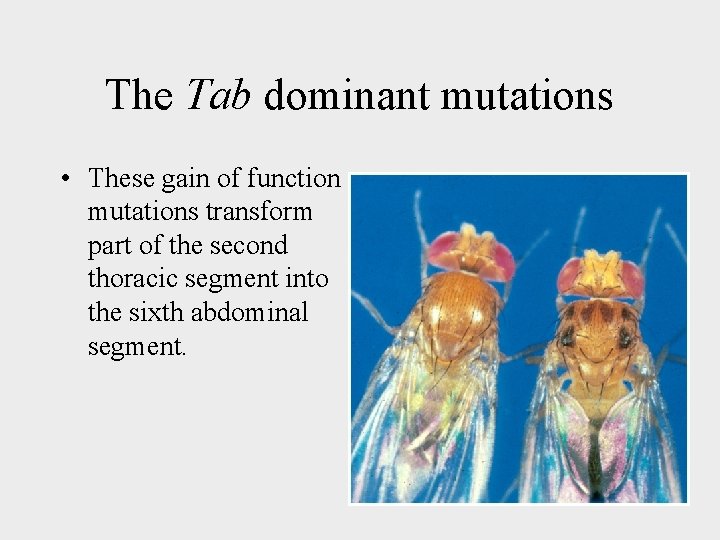 The Tab dominant mutations • These gain of function mutations transform part of the