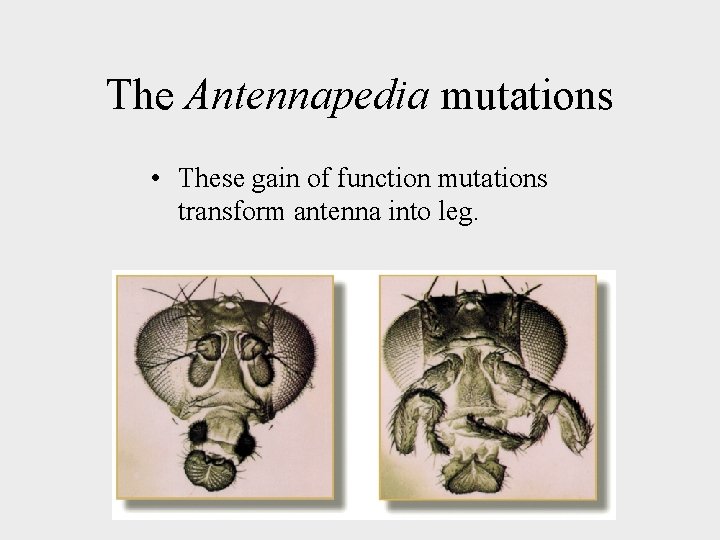The Antennapedia mutations • These gain of function mutations transform antenna into leg. 