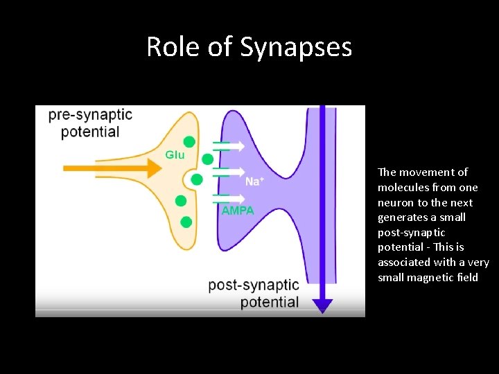 Role of Synapses The movement of molecules from one neuron to the next generates