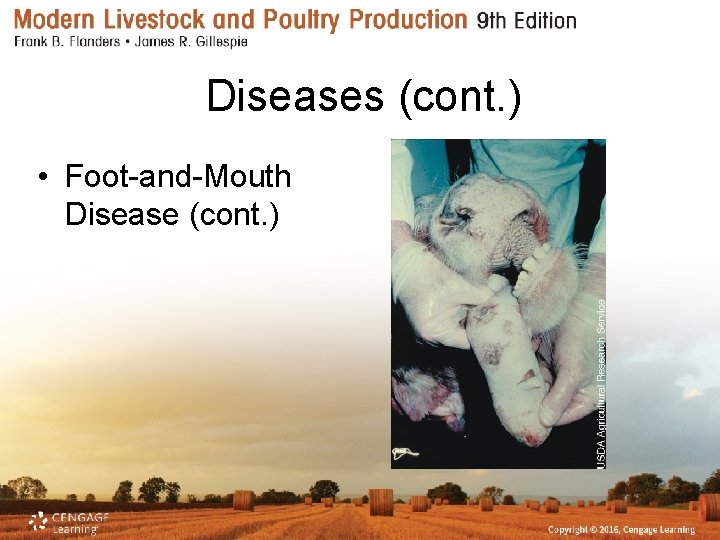Diseases (cont. ) • Foot-and-Mouth Disease (cont. ) 