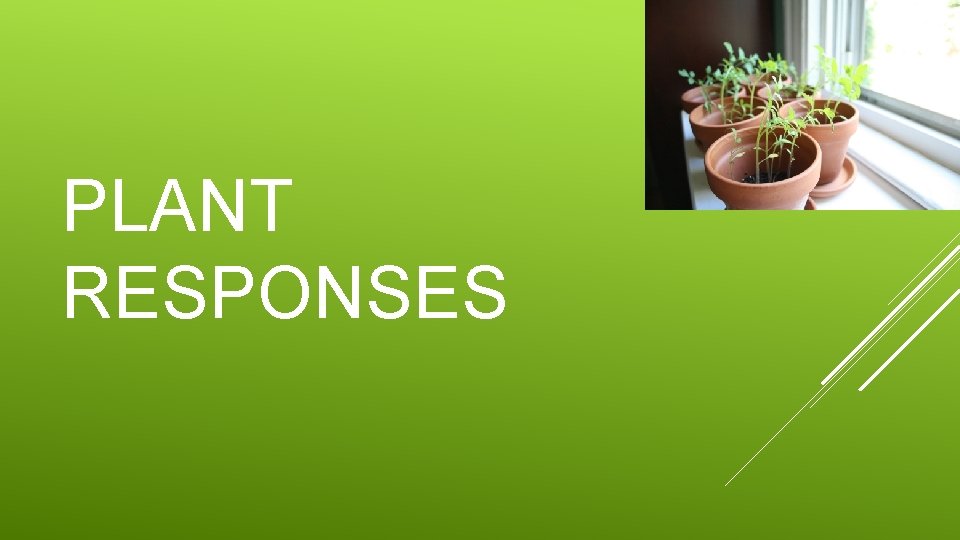 PLANT RESPONSES 