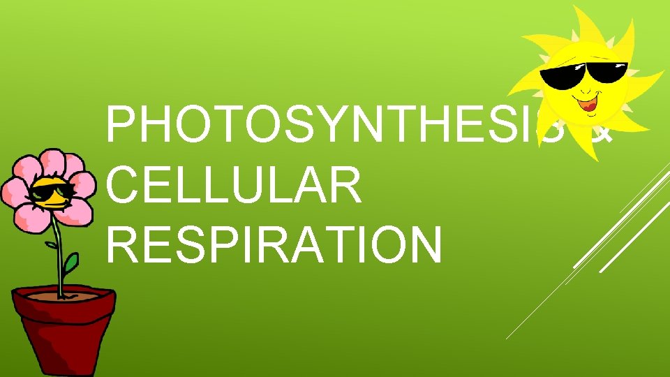 PHOTOSYNTHESIS & CELLULAR RESPIRATION 