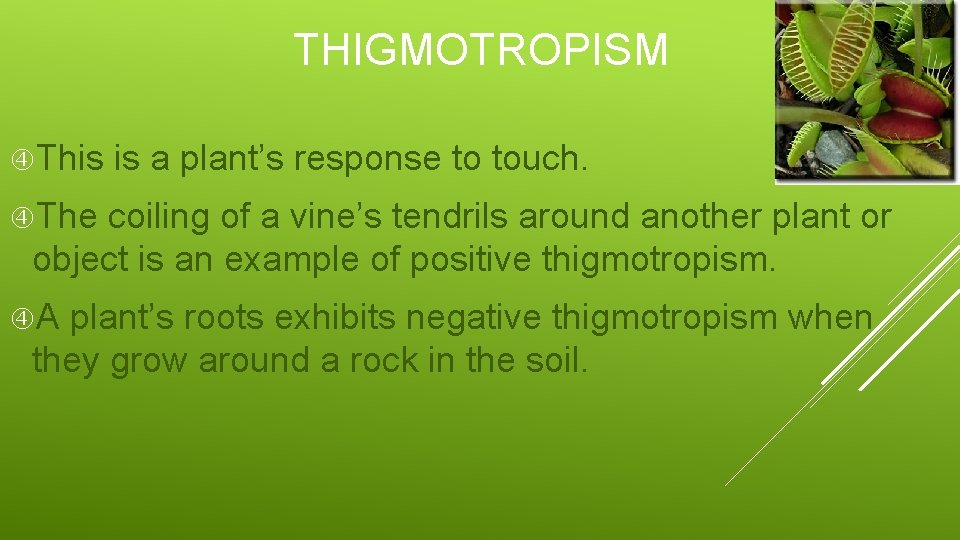 THIGMOTROPISM This is a plant’s response to touch. The coiling of a vine’s tendrils