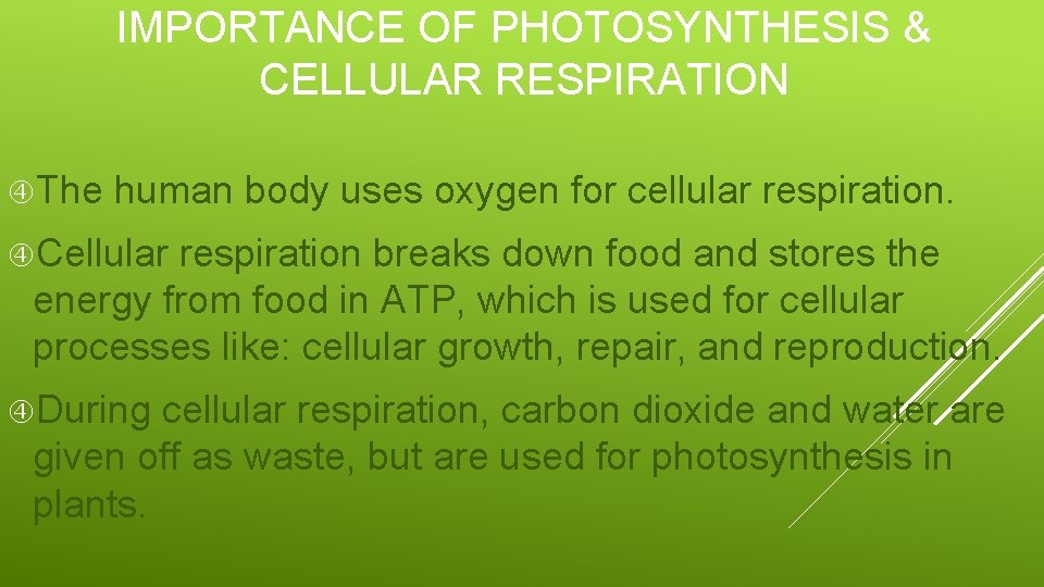 IMPORTANCE OF PHOTOSYNTHESIS & CELLULAR RESPIRATION The human body uses oxygen for cellular respiration.