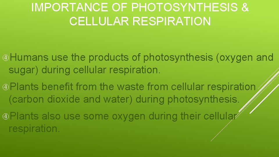 IMPORTANCE OF PHOTOSYNTHESIS & CELLULAR RESPIRATION Humans use the products of photosynthesis (oxygen and