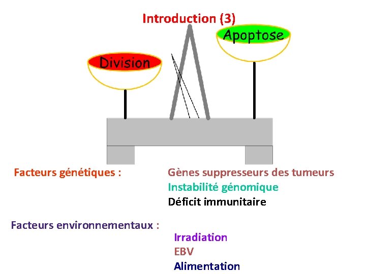 Introduction (3) Facteurs génétiques : Facteurs environnementaux : Gènes suppresseurs des tumeurs Instabilité génomique