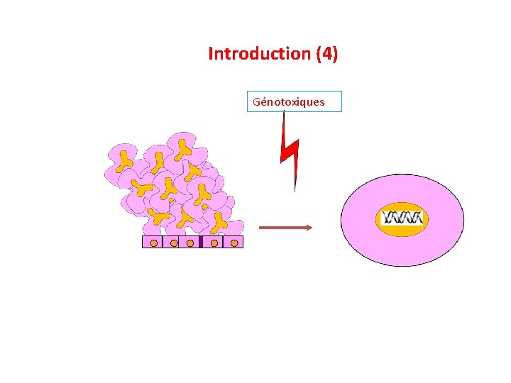 Introduction (4) Génotoxiques 
