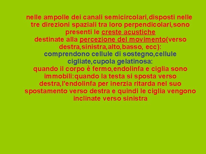 nelle ampolle dei canali semicircolari, disposti nelle tre direzioni spaziali tra loro perpendicolari, sono