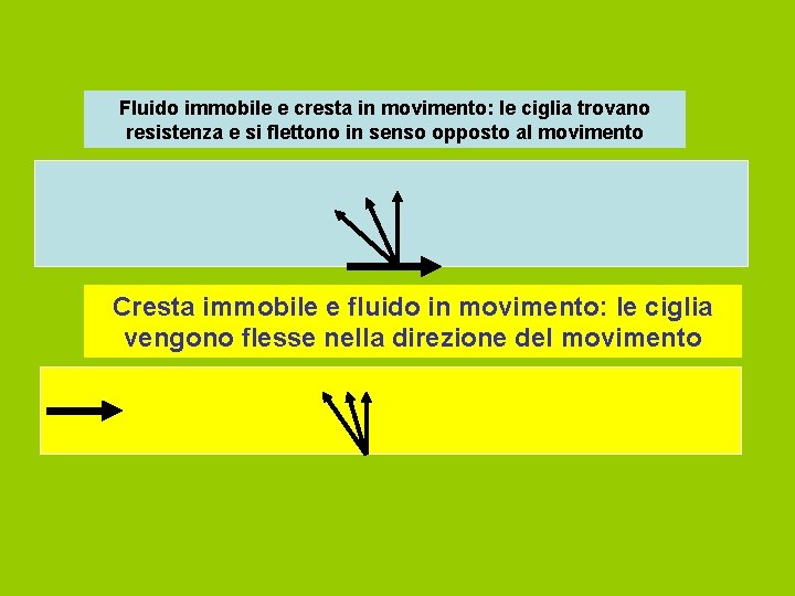 Fluido immobile e cresta in movimento: le ciglia trovano resistenza e si flettono in