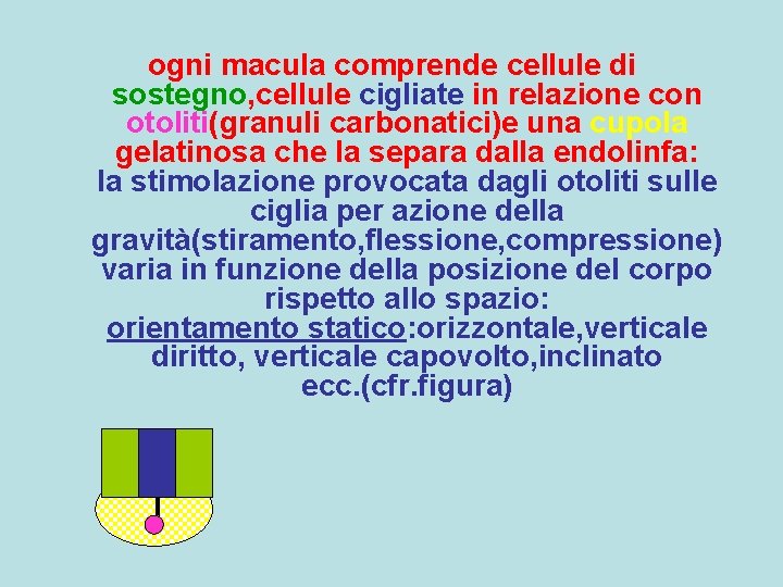 ogni macula comprende cellule di sostegno, cellule cigliate in relazione con otoliti(granuli carbonatici)e una