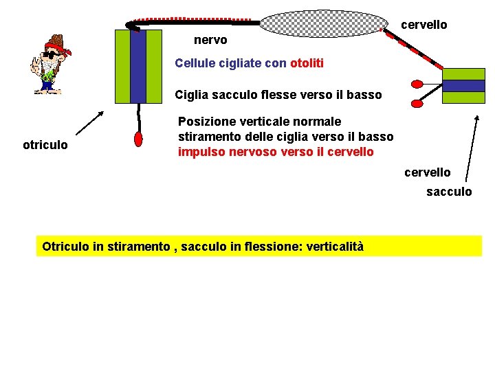 cervello nervo Cellule cigliate con otoliti Ciglia sacculo flesse verso il basso otriculo Posizione