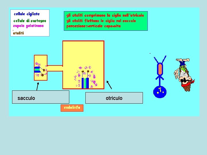 sacculo otriculo 