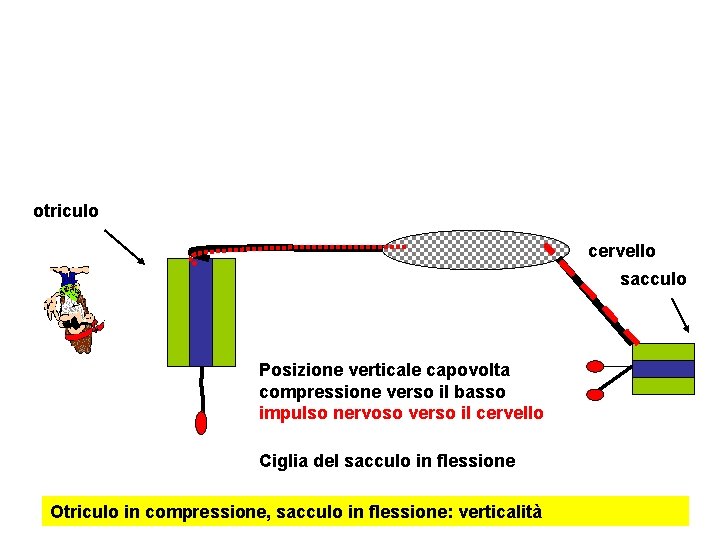 otriculo cervello sacculo Posizione verticale capovolta compressione verso il basso impulso nervoso verso il