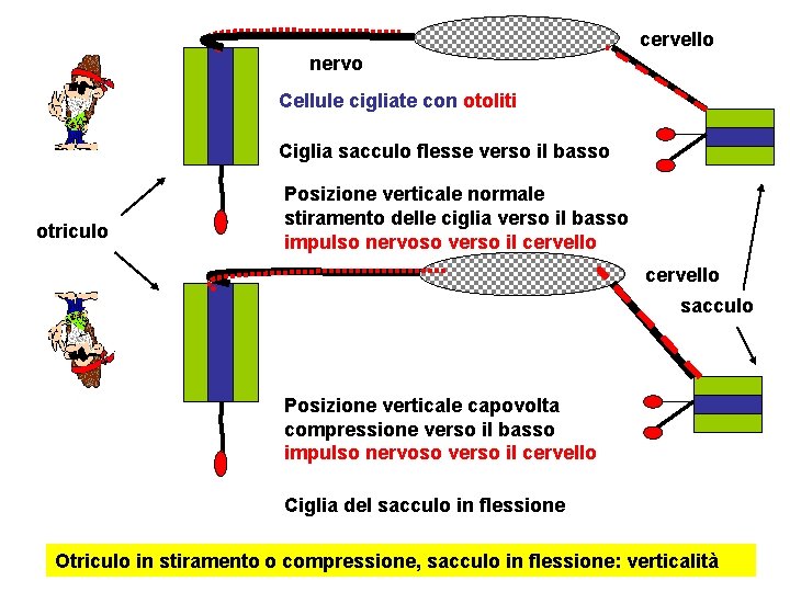 cervello nervo Cellule cigliate con otoliti Ciglia sacculo flesse verso il basso otriculo Posizione