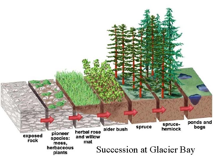 Succession at Glacier Bay 