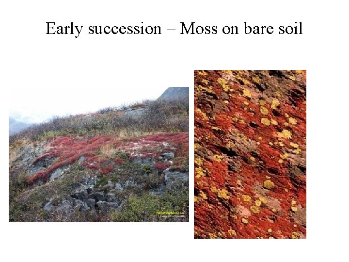 Early succession – Moss on bare soil 