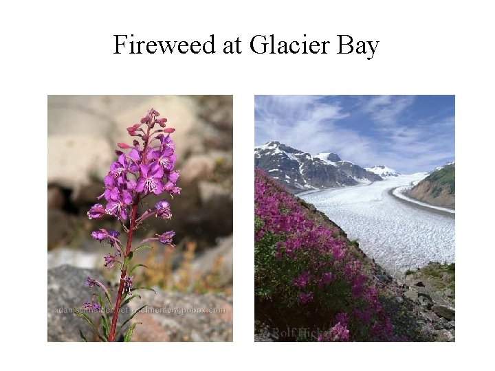 Fireweed at Glacier Bay 