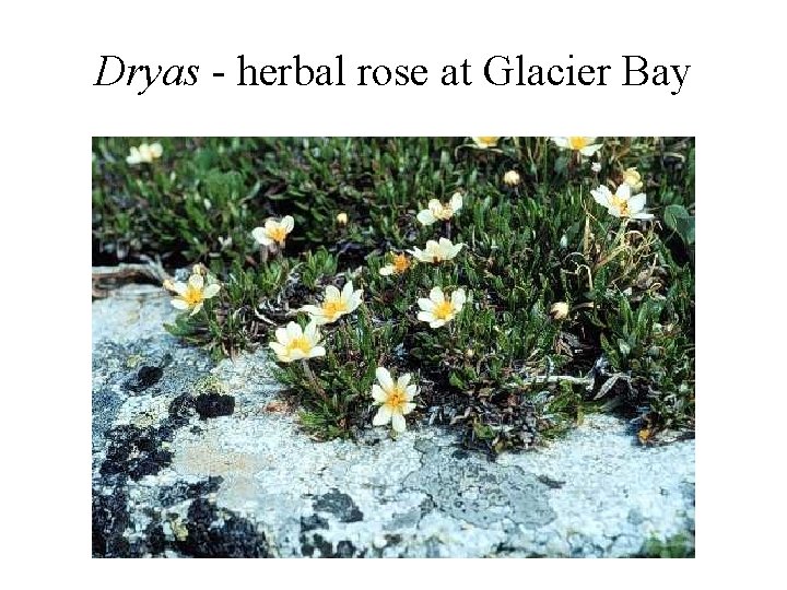 Dryas - herbal rose at Glacier Bay 