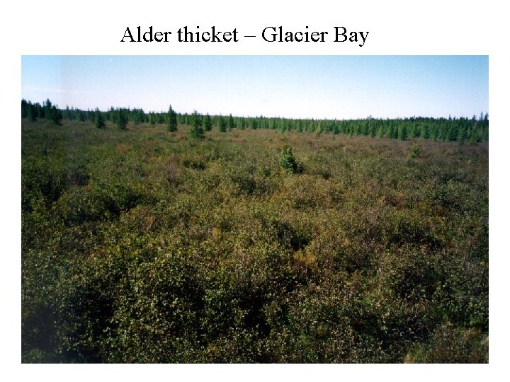 Alder thicket – Glacier Bay 