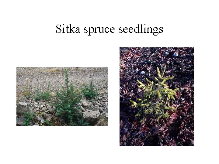 Sitka spruce seedlings 