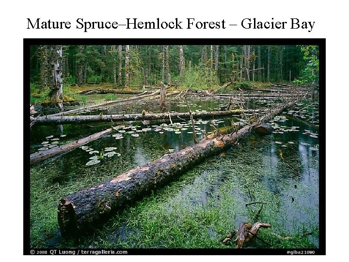 Mature Spruce–Hemlock Forest – Glacier Bay 