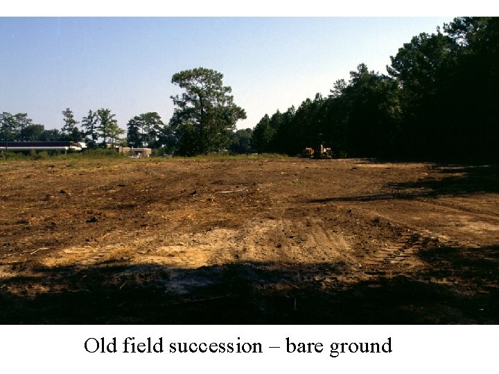 Old field succession – bare ground 
