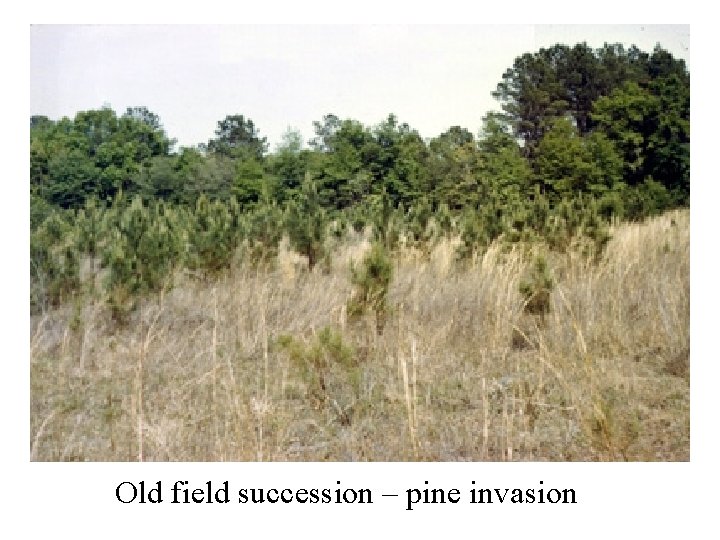 Old field succession – pine invasion 