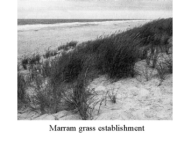 Marram grass establishment 