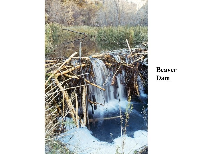 Beaver Dam 