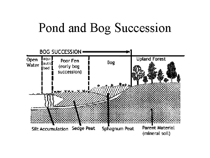 Pond and Bog Succession 