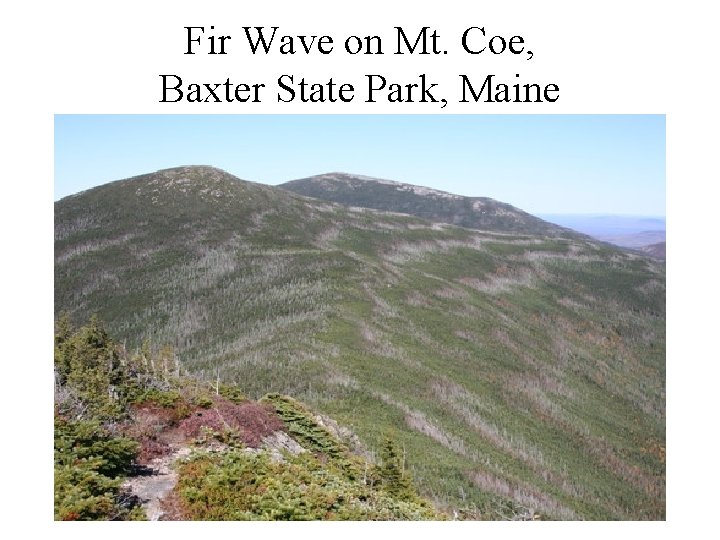 Fir Wave on Mt. Coe, Baxter State Park, Maine 