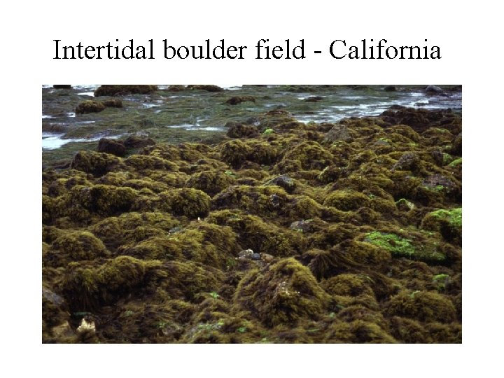 Intertidal boulder field - California 