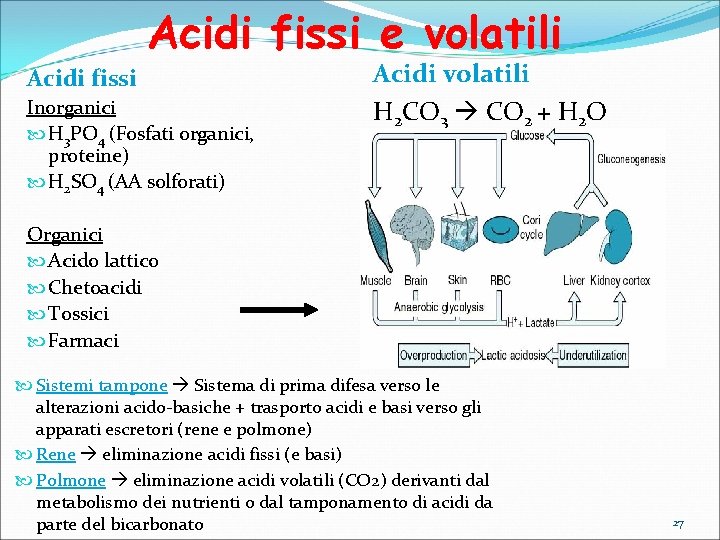 Acidi fissi e volatili Acidi fissi Inorganici H 3 PO 4 (Fosfati organici, proteine)