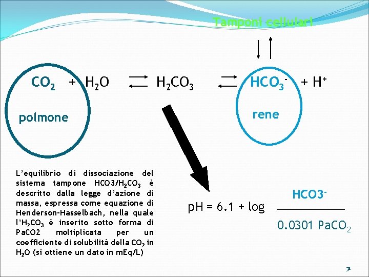 Tamponi cellulari CO 2 + H 2 O polmone L’equilibrio di dissociazione del sistema