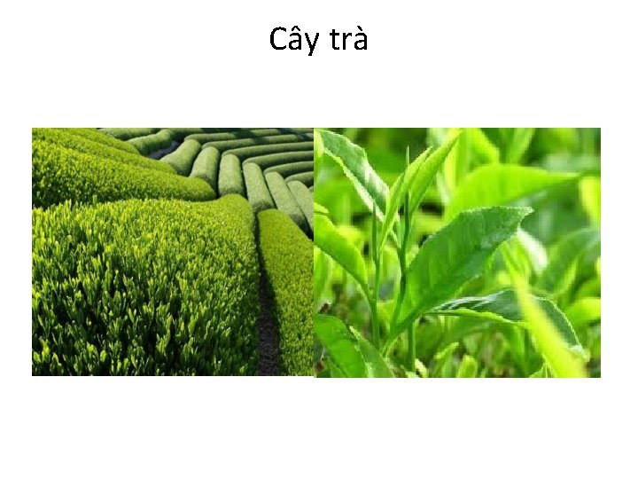 Cây trà 