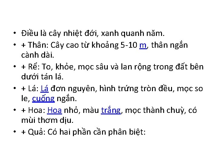  • Điều là cây nhiệt đới, xanh quanh năm. • + Thân: Cây