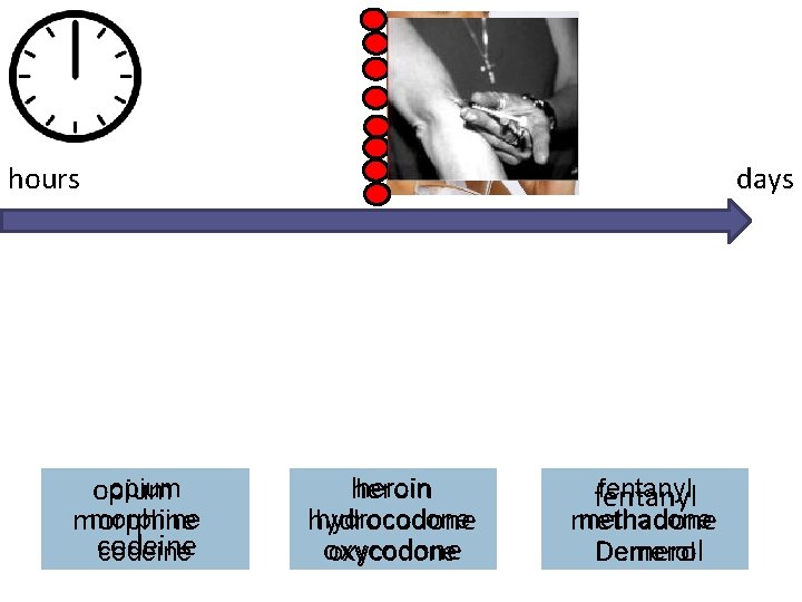 hours opium morphine codeine days heroin hydrocodone oxycodone fentanyl methadone Demerol 