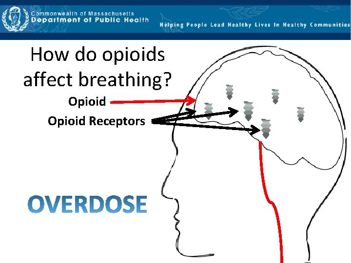 How do opioids affect breathing? Opioid Receptors 