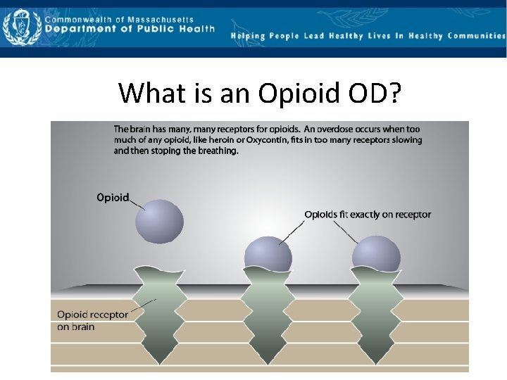 What is an Opioid OD? 