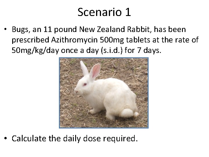 Scenario 1 • Bugs, an 11 pound New Zealand Rabbit, has been prescribed Azithromycin