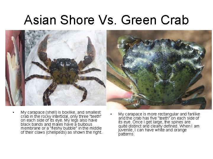 Asian Shore Vs. Green Crab • My carapace (shell) is boxlike, and smallest crab