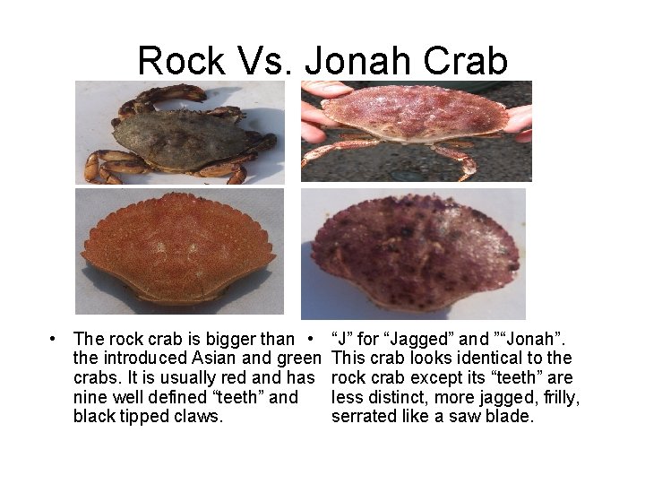 Rock Vs. Jonah Crab • The rock crab is bigger than • the introduced