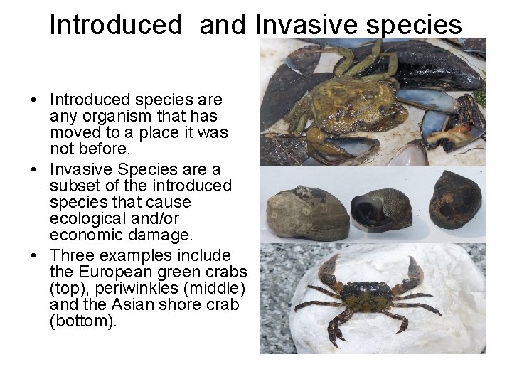 Introduced and Invasive species • Introduced species are any organism that has moved to